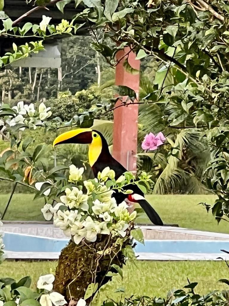 Cabana Rodeada De Naturaleza En San Carlos Villa Quesada  Esterno foto