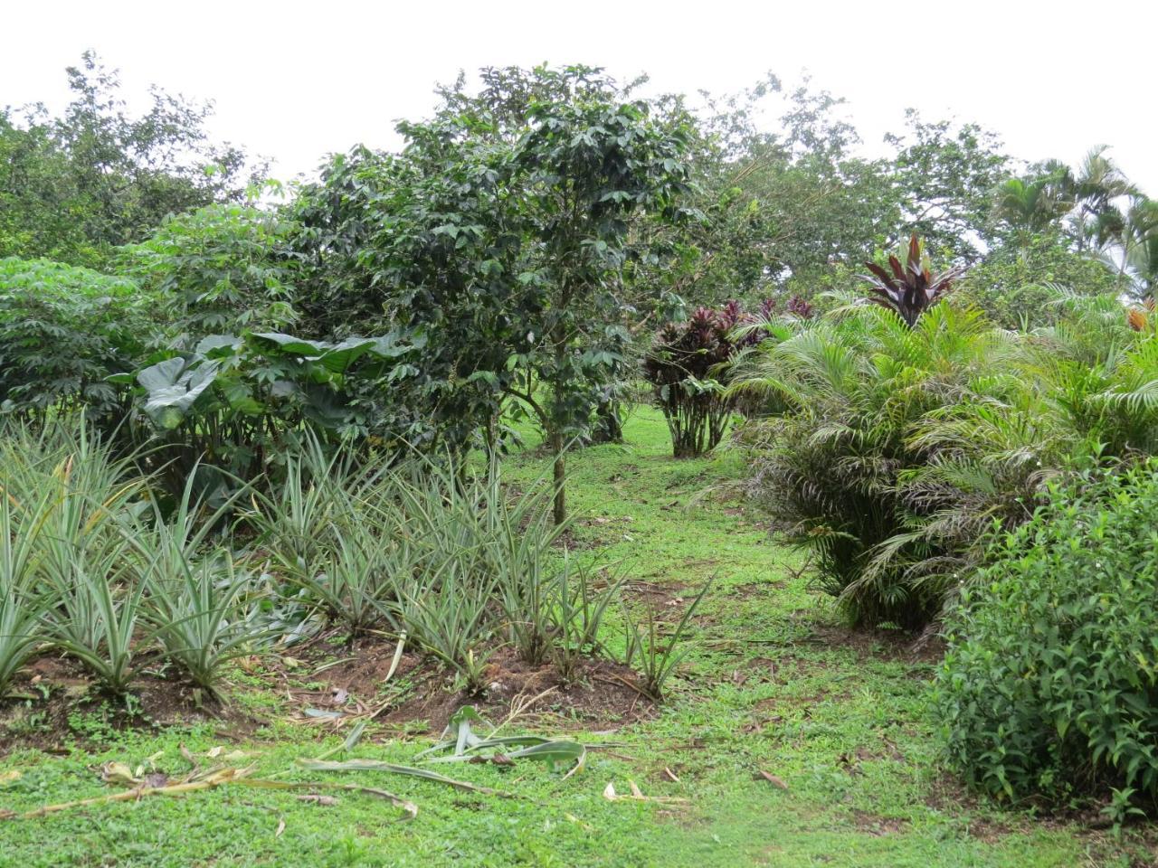 Cabana Rodeada De Naturaleza En San Carlos Villa Quesada  Esterno foto