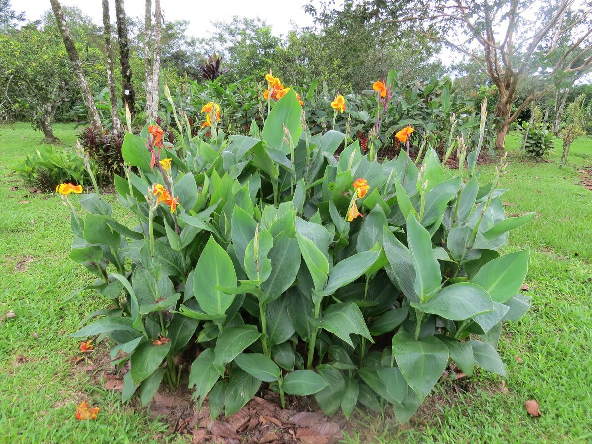 Cabana Rodeada De Naturaleza En San Carlos Villa Quesada  Esterno foto