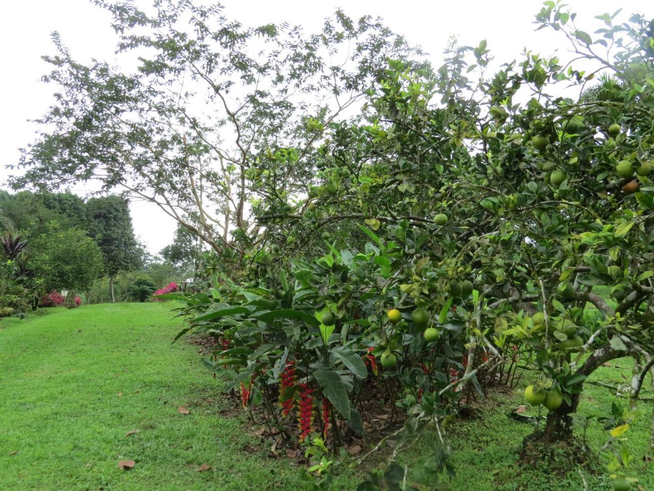 Cabana Rodeada De Naturaleza En San Carlos Villa Quesada  Esterno foto